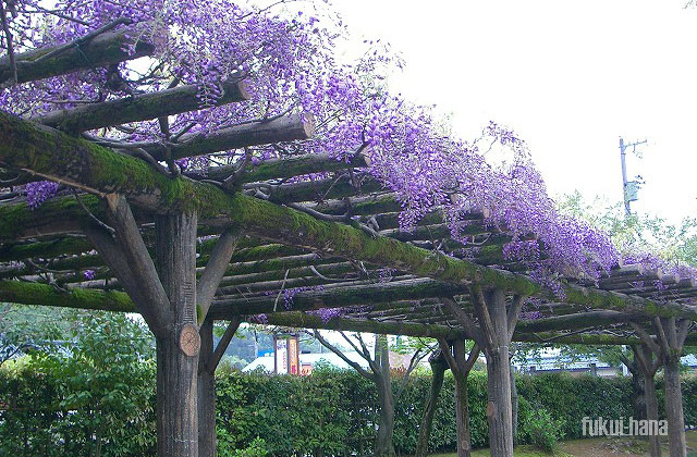 紫式部公園の藤の回廊